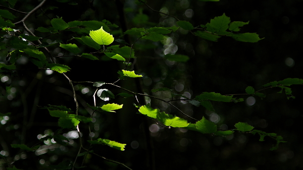 A splash of sunlight.