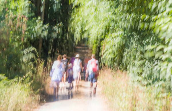 A Walk in the Woods