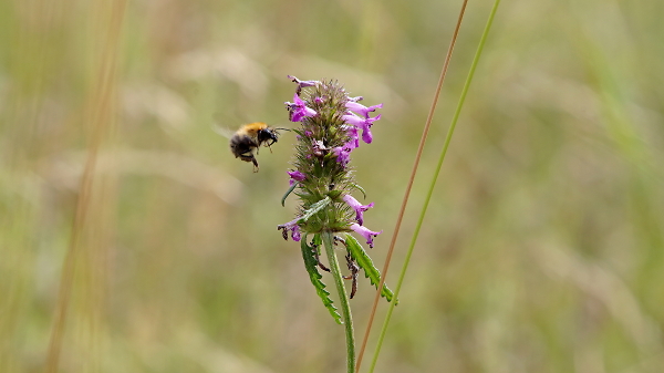 Bumblebee and a tall betony plant.