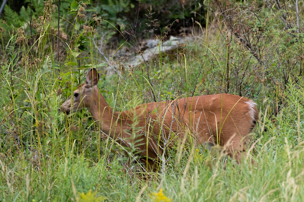 Doe, a Deer, a.....