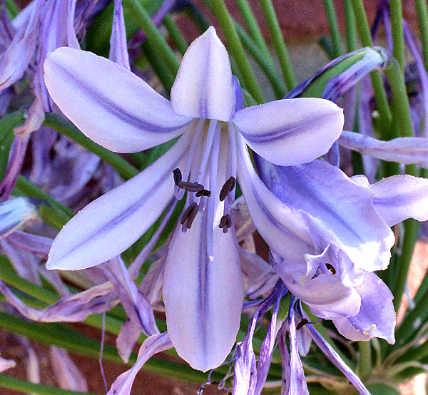 Evergreen agapanthus bloom