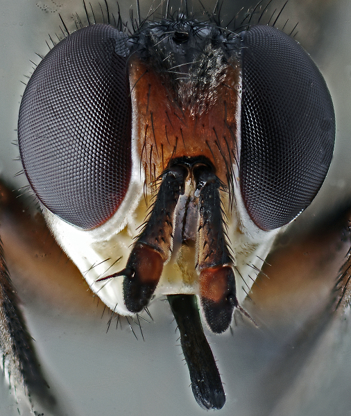 Fly Portrait
