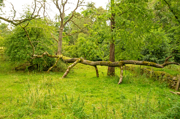 Giant Stick Insect
