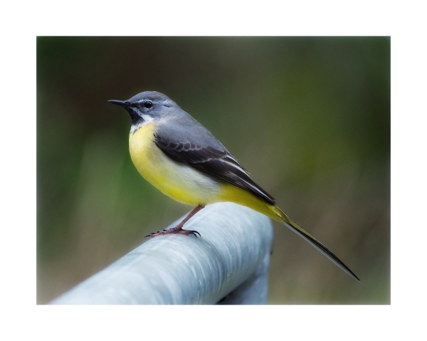 Grey wagtail