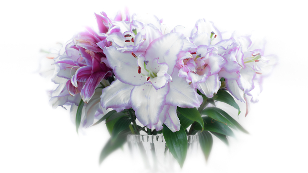 High Key Lilies