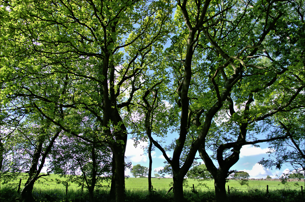 I love a tree me