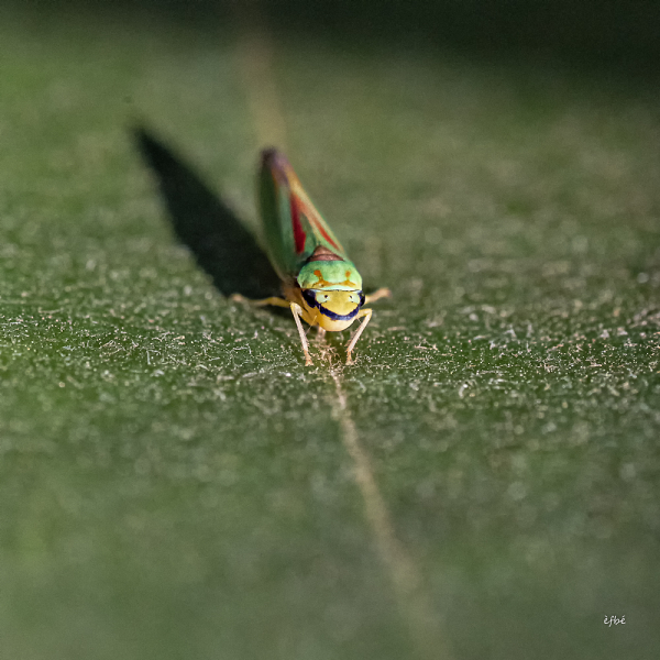 Le sourire de la Cicadelle du rhododendron -  Graphocephala fennahi - Smiling Rhododendron Leafhopper - Graphocephala fennahi