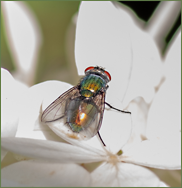 Lowly But Colourful Fly