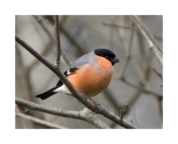 Male Bullfinch