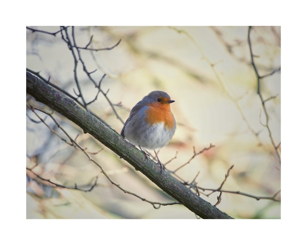 One of my favourite photos with the 55-300. PLM Sharp Enough for me
