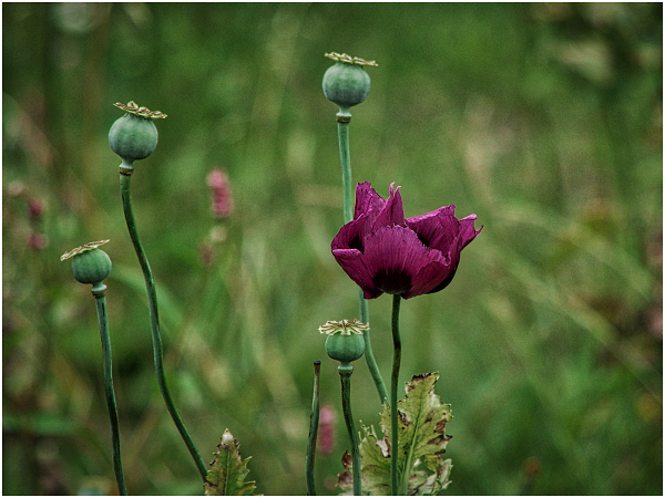 Poppy