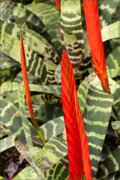 Red and Green