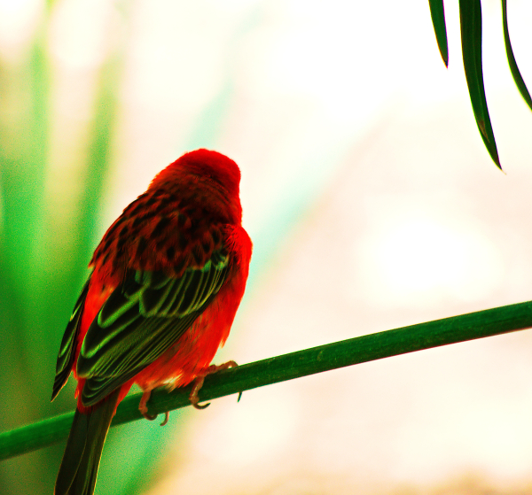 Red Bird