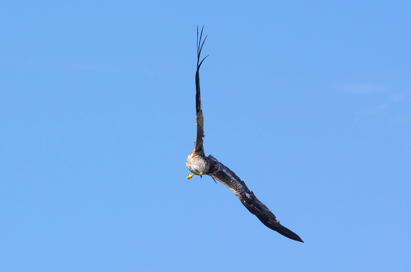 Red Kite