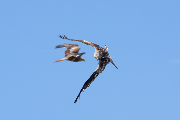 Red Kite