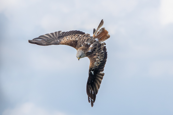 Red Kite