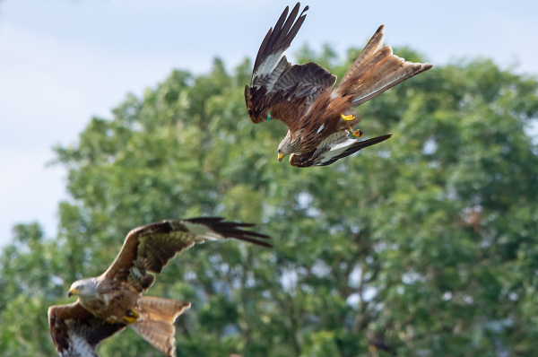 Red Kite
