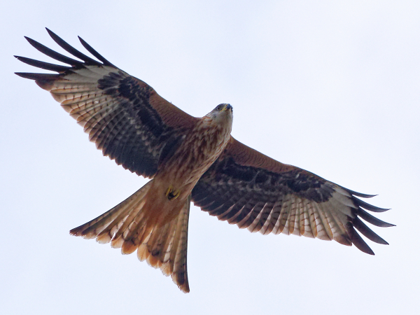Red Kite