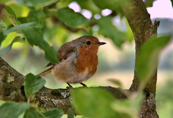 Robin in a tree