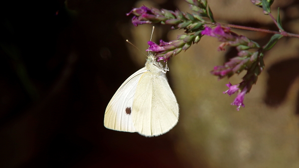 Small white butterfly