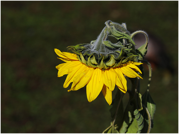 Sun Flower