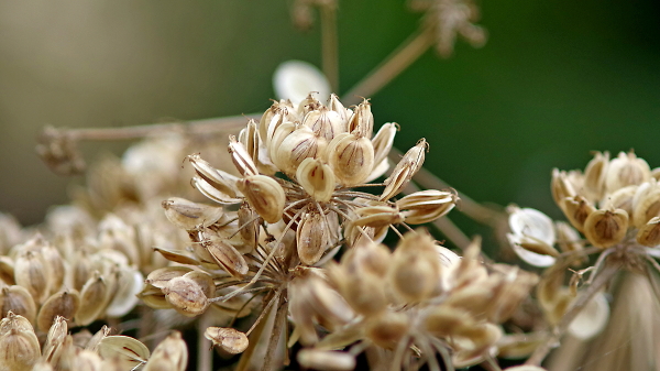 Umbellifer
