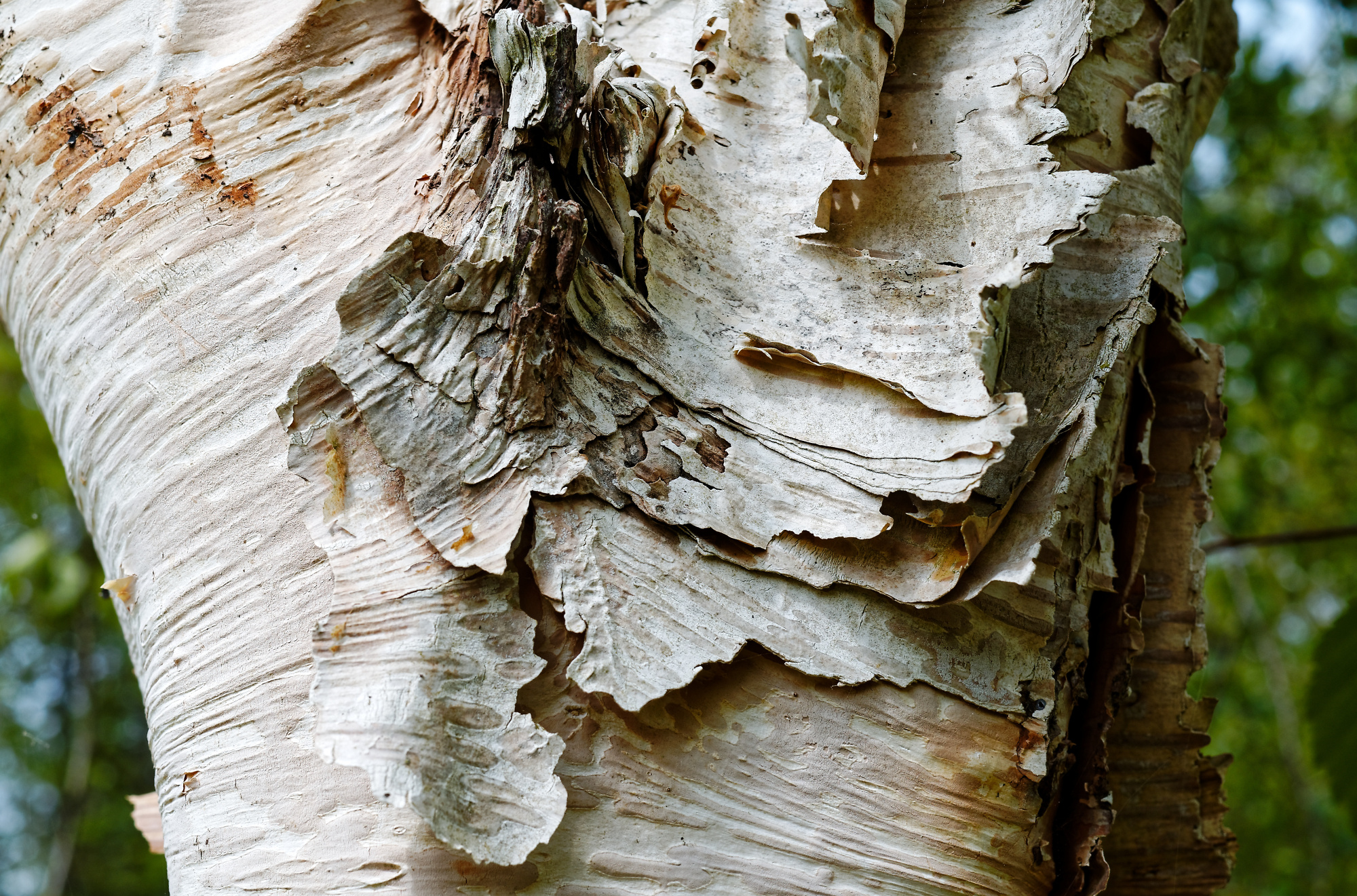 Himalayan Silver Birch bark