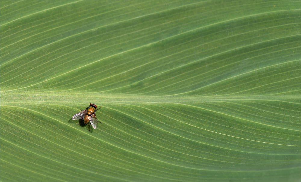 Gigantic Fly Lands in Farmer's Field in Perth, Ontario. Panic...