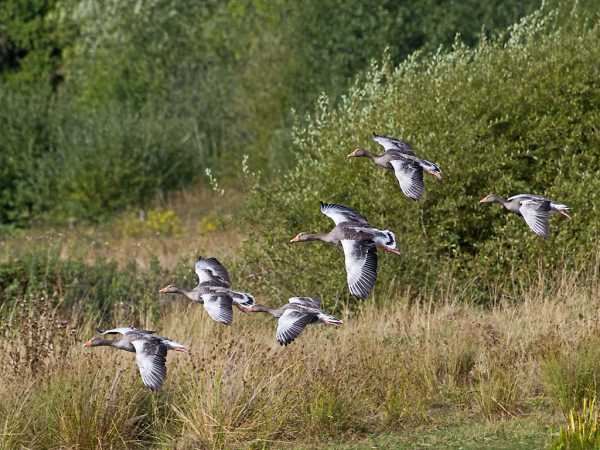 A flight of Geese