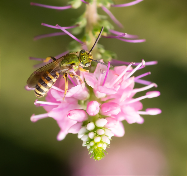 Brown-winged Striped Sweat Bee