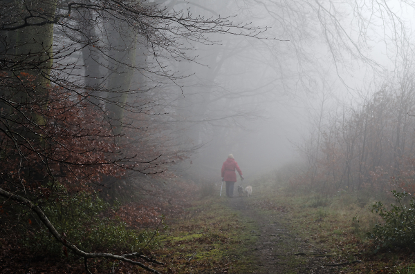 Foggy Walk in the Woods