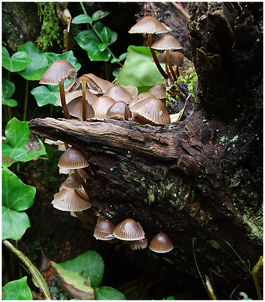Fungus