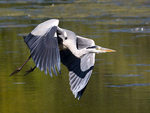 Heron