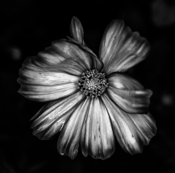 Mono Macro