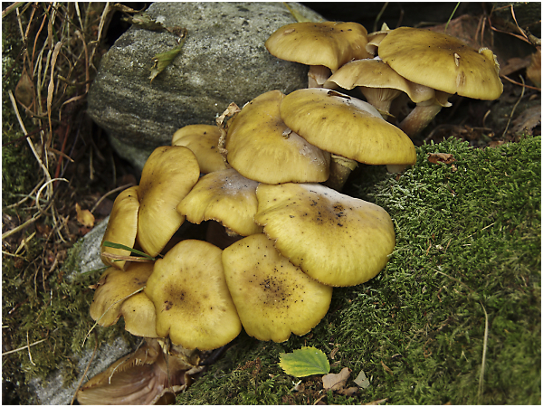 Mushroom