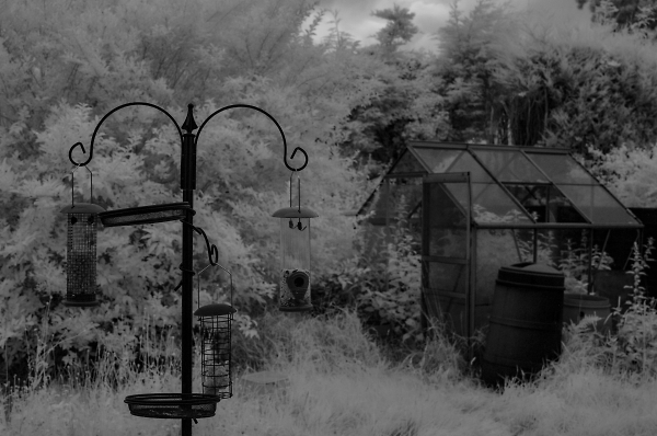 My back garden...