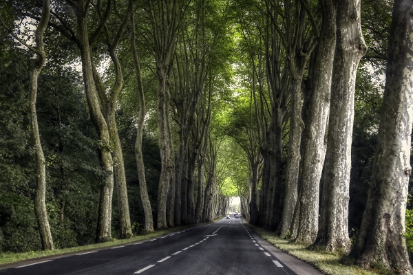 Real trees