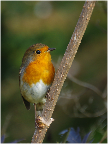 Robin