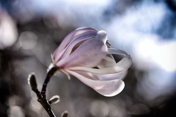 subtle heart