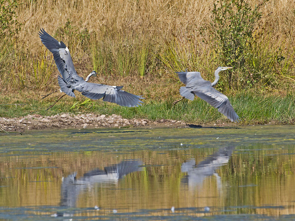 The Chase