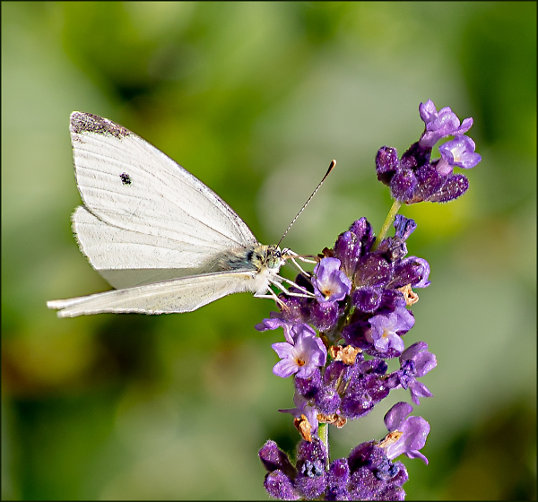 The Unsung, Pedestrian Cabbage White
