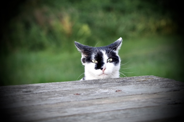 Watching miserly humans eating.