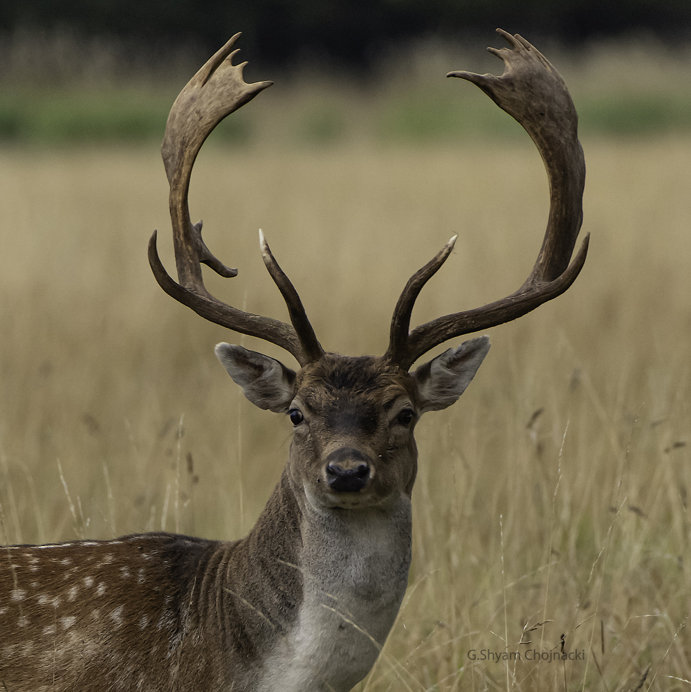 European fallow deer