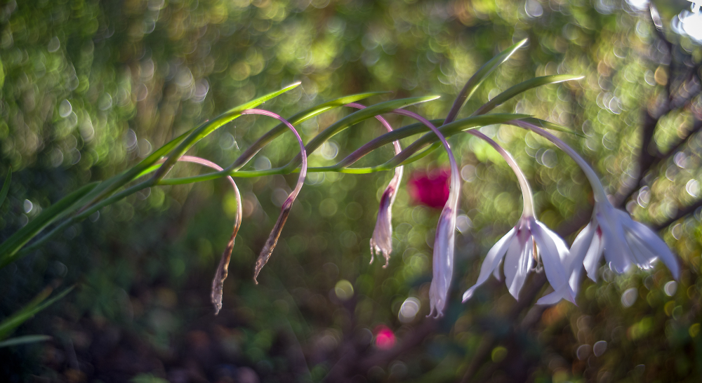 Garden bokeh