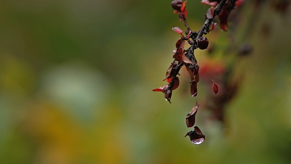 Rain droplet hanging by a silken thrread.
