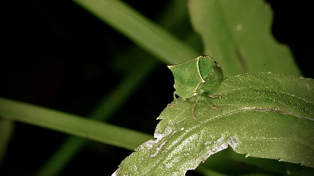 The tiny Buffalo Tree hopper; from my insect archives , taken at Starve Rock Illinois