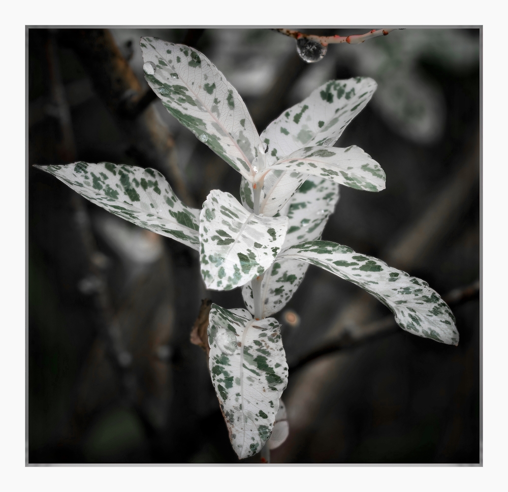 Trying some flower photography