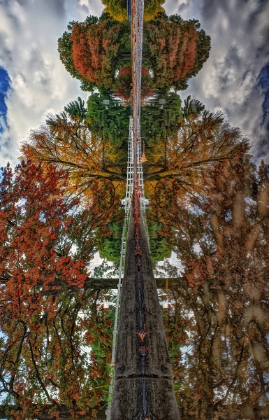 Autumn Reflection on a puddle