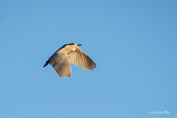 Black Crowned Night Heron