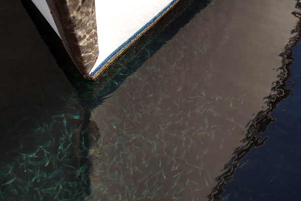 Boat and Fishes